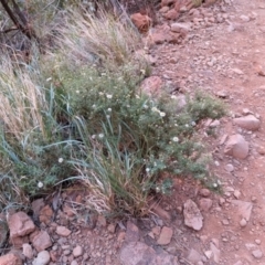 Brachyscome ciliaris var. ciliaris at Uluru-Kata Tjuta - 11 May 2024