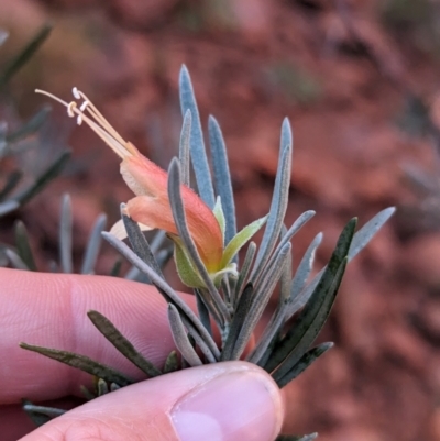 Eremophila latrobei (Crimson Turkey Bush) at Uluru-Kata Tjuta - 11 May 2024 by Darcy