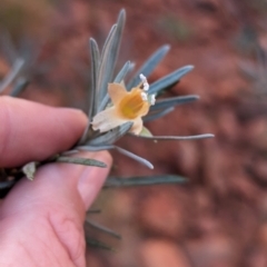 Eremophila latrobei at Uluru-Kata Tjuta - 11 May 2024 10:40 AM