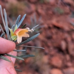 Eremophila latrobei at Uluru-Kata Tjuta - 11 May 2024 10:40 AM