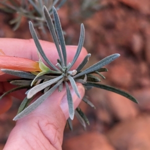 Eremophila latrobei at Uluru-Kata Tjuta - 11 May 2024 10:40 AM