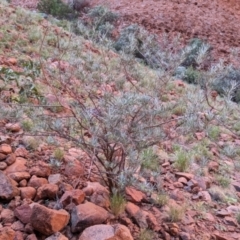 Eremophila latrobei at Uluru-Kata Tjuta - 11 May 2024 10:40 AM