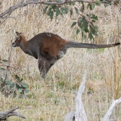 Notamacropus rufogriseus (Red-necked Wallaby) at Hawker, ACT - 4 Jun 2024 by AlisonMilton
