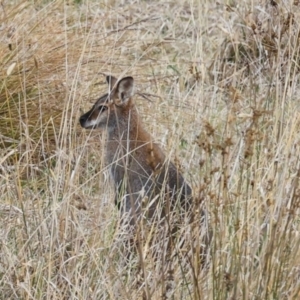 Notamacropus rufogriseus at The Pinnacle - 4 Jun 2024