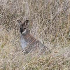 Notamacropus rufogriseus at The Pinnacle - 4 Jun 2024