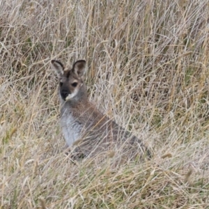 Notamacropus rufogriseus at The Pinnacle - 4 Jun 2024