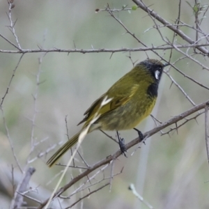 Nesoptilotis leucotis at Hawker, ACT - 4 Jun 2024