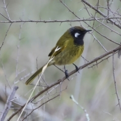 Nesoptilotis leucotis at Hawker, ACT - 4 Jun 2024