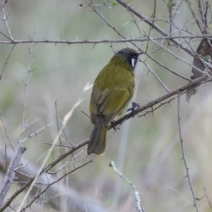 Nesoptilotis leucotis at Hawker, ACT - 4 Jun 2024 10:09 AM
