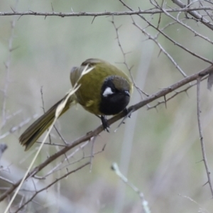 Nesoptilotis leucotis at Hawker, ACT - 4 Jun 2024