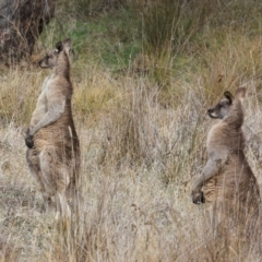 Macropus giganteus (Eastern Grey Kangaroo) at Hawker, ACT - 4 Jun 2024 by AlisonMilton