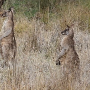 Macropus giganteus at The Pinnacle - 4 Jun 2024 12:18 PM