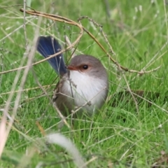 Malurus cyaneus (Superb Fairywren) at Hawker, ACT - 4 Jun 2024 by AlisonMilton