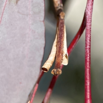 Chaetophyes compacta (Tube spittlebug) at Gungahlin, ACT - 2 Jun 2024 by Hejor1