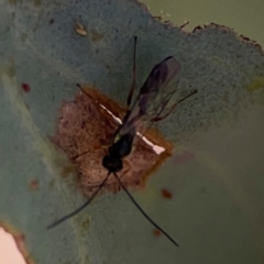 Ichneumonidae (family) at Gungahlin, ACT - 2 Jun 2024 by Hejor1