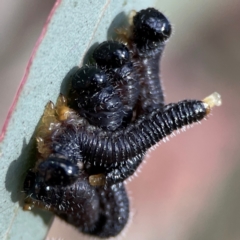 Perginae sp. (subfamily) (Unidentified pergine sawfly) at Gungahlin, ACT - 2 Jun 2024 by Hejor1