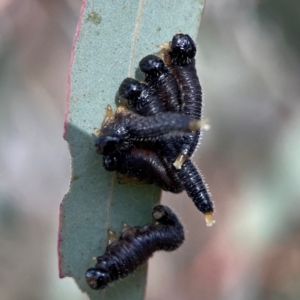 Perginae sp. (subfamily) at Gungahlin, ACT - 2 Jun 2024 10:59 AM