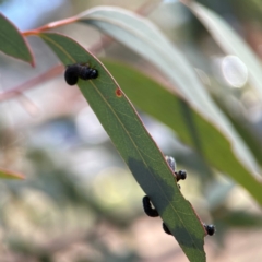 Perginae sp. (subfamily) at Gungahlin, ACT - 2 Jun 2024 10:59 AM
