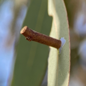 Hemibela sp. (genus) at Gungahlin, ACT - 2 Jun 2024