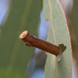 Hemibela sp. (genus) at Gungahlin, ACT - 2 Jun 2024