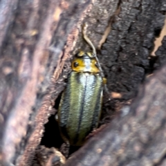 Xanthogaleruca luteola (Elm leaf beetle) at Gungahlin, ACT - 2 Jun 2024 by Hejor1