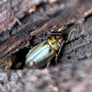 Xanthogaleruca luteola at Gungahlin, ACT - 2 Jun 2024