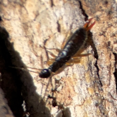 Anisolabididae (family) (Unidentified wingless earwig) at Gungahlin, ACT - 2 Jun 2024 by Hejor1