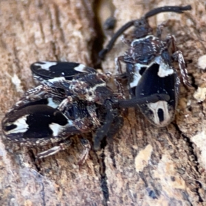 Aradellus cygnalis at Gungahlin, ACT - 2 Jun 2024