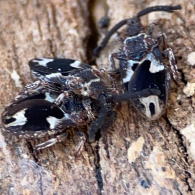 Aradellus cygnalis (An assassin bug) at Gungahlin, ACT - 2 Jun 2024 by Hejor1