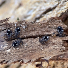 Aradellus cygnalis at Gungahlin, ACT - 2 Jun 2024