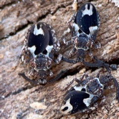 Aradellus cygnalis at Gungahlin, ACT - 2 Jun 2024