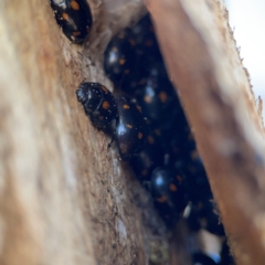 Paropsisterna octosignata (Eucalyptus leaf beetle) at Gungahlin, ACT - 2 Jun 2024 by Hejor1