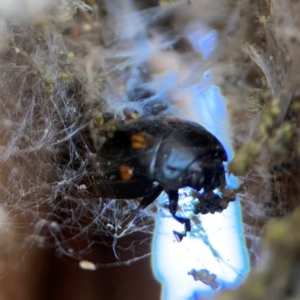 Paropsisterna octosignata at Gungahlin, ACT - 2 Jun 2024