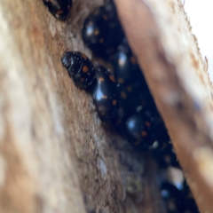 Paropsisterna octosignata at Gungahlin, ACT - 2 Jun 2024