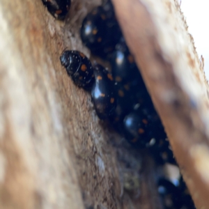 Paropsisterna octosignata at Gungahlin, ACT - 2 Jun 2024