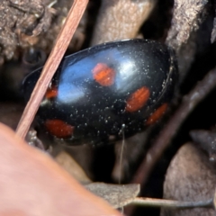 Paropsisterna octosignata at Gungahlin, ACT - 2 Jun 2024