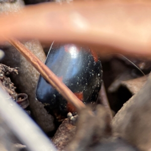 Paropsisterna octosignata at Gungahlin, ACT - 2 Jun 2024