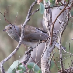 Colluricincla harmonica (Grey Shrikethrush) at Hawker, ACT - 4 Jun 2024 by AlisonMilton