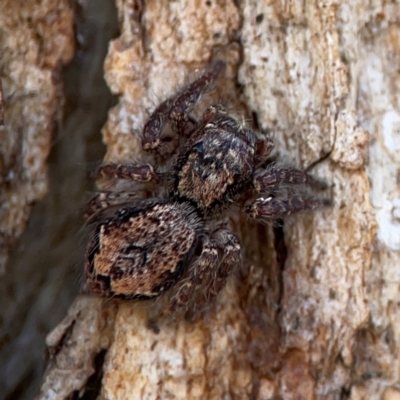 Servaea incana (Hoary Servaea) at Gungahlin, ACT - 2 Jun 2024 by Hejor1