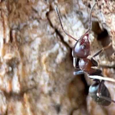 Iridomyrmex rufoniger (Tufted Tyrant Ant) at Gungahlin, ACT - 2 Jun 2024 by Hejor1