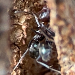 Iridomyrmex rufoniger at Gungahlin, ACT - 2 Jun 2024