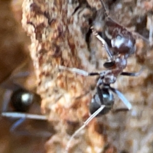 Iridomyrmex rufoniger at Gungahlin, ACT - 2 Jun 2024