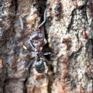 Iridomyrmex rufoniger at Gungahlin, ACT - 2 Jun 2024