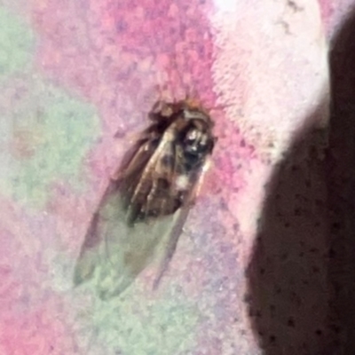 Psyllidae sp. (family) (Unidentified psyllid or lerp insect) at Gungahlin, ACT - 2 Jun 2024 by Hejor1