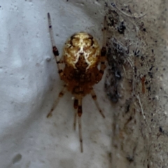 Cryptachaea veruculata (Diamondback comb-footed spider) at Gungahlin, ACT - 2 Jun 2024 by Hejor1