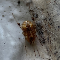 Cryptachaea veruculata at Gungahlin, ACT - 2 Jun 2024