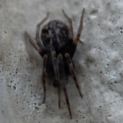 Badumna (genus) (Lattice-web spider) at Gungahlin, ACT - 2 Jun 2024 by Hejor1