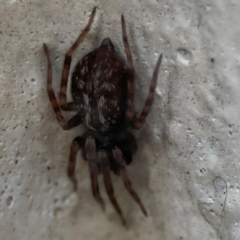 Badumna sp. (genus) at Gungahlin, ACT - 2 Jun 2024 10:39 AM