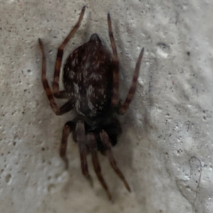 Badumna sp. (genus) at Gungahlin, ACT - 2 Jun 2024 10:39 AM