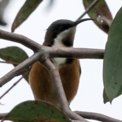 Acanthorhynchus tenuirostris (Eastern Spinebill) at Hawker, ACT - 4 Jun 2024 by AlisonMilton